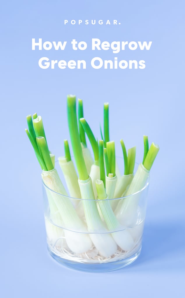 How to Regrow Green Onions in Water POPSUGAR Smart Living