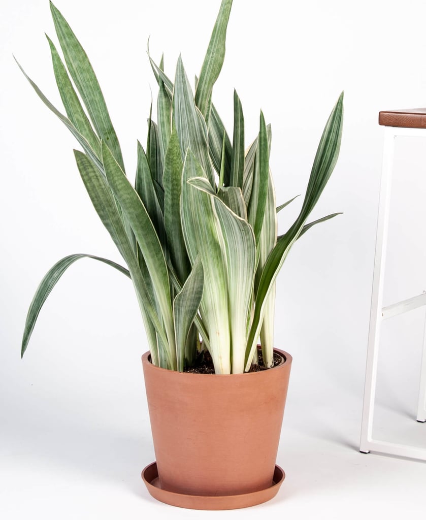 Sansevieria Sayuri Cane Indoor Plant