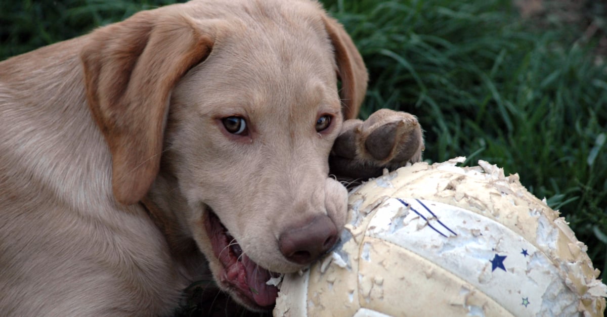 Dog Playing Soccer in Snow | Video | PS Pets