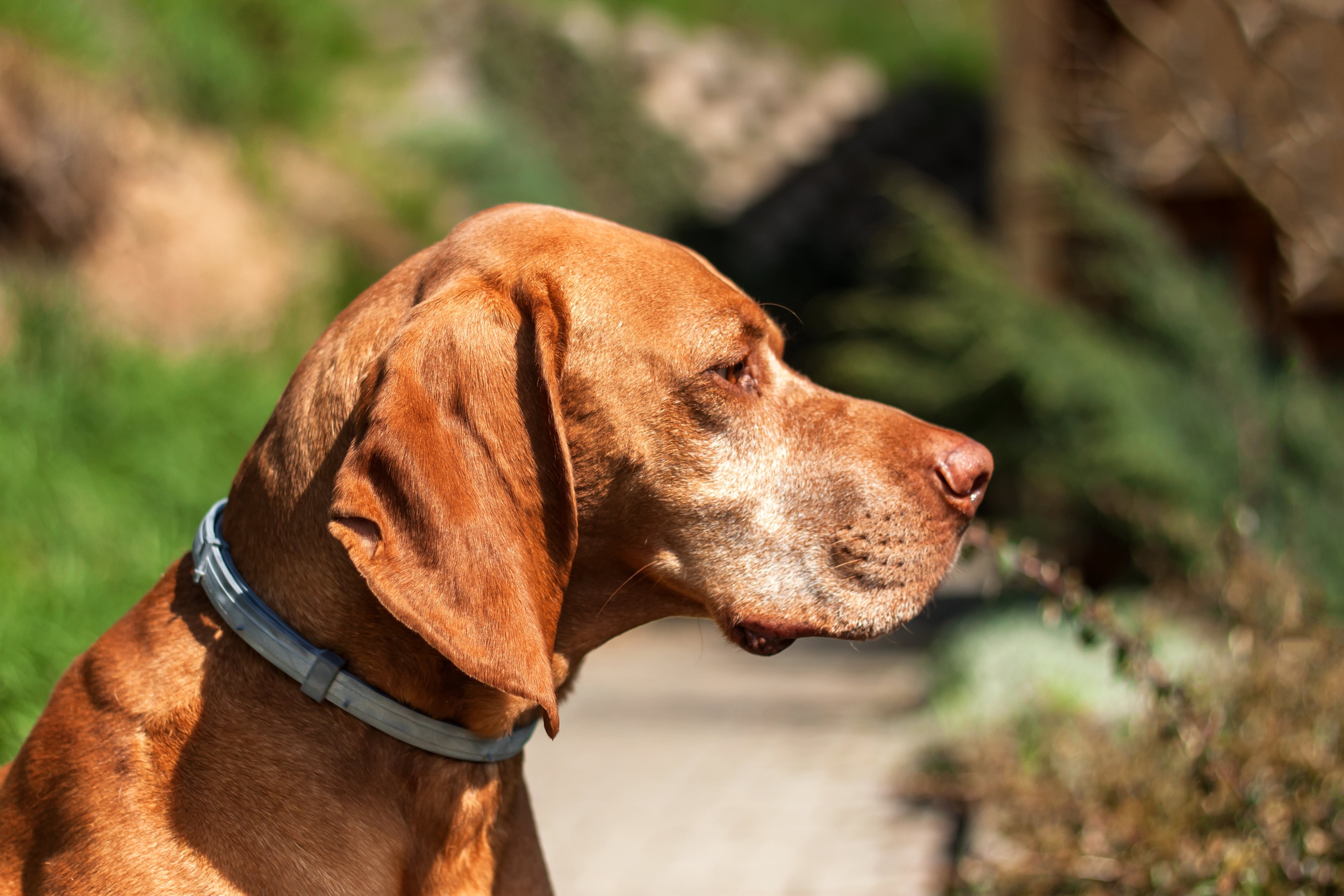 Best rated hot sale dog flea collar