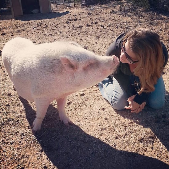 Arizona Pig Sanctuary