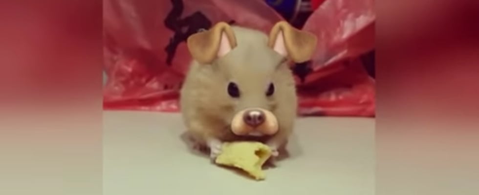 Snapchat Filters Used on Hamster