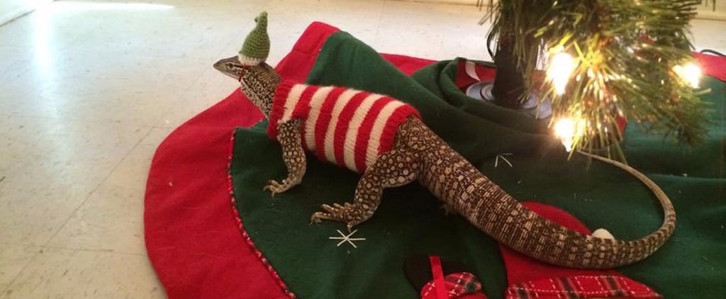 Lizard in Christmas Outfit