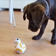 A Puzzled Puppy Meets BB-8 For the First Time and Makes Your Dreams Come True