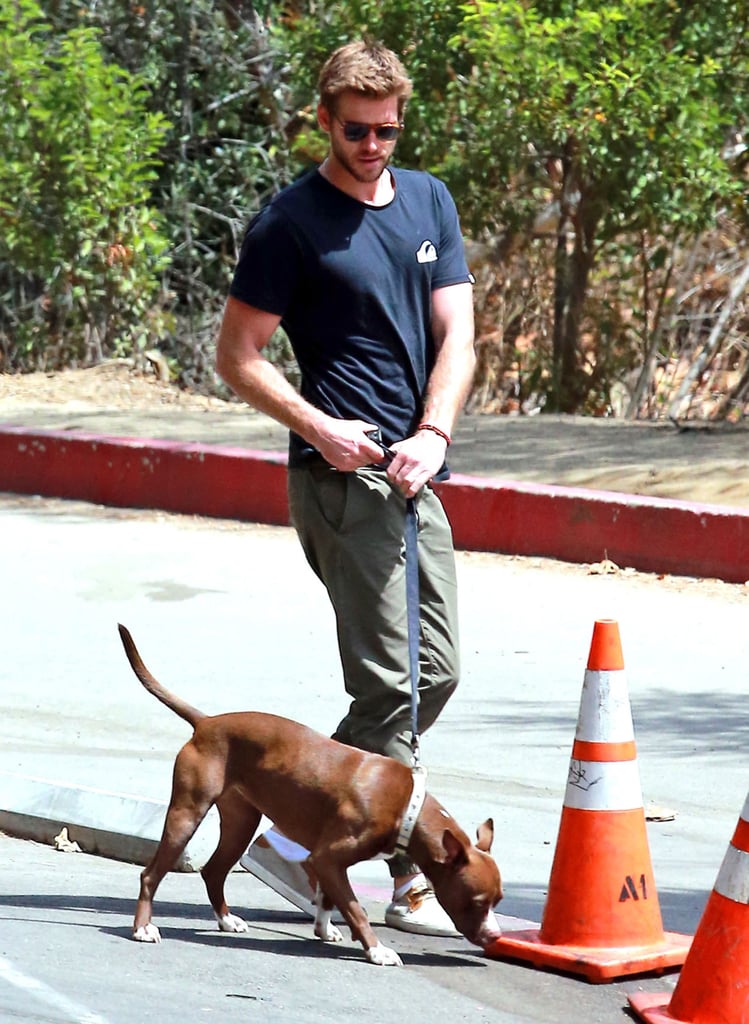 Liam Hemsworth Walking His Dog August 2015 | Pictures