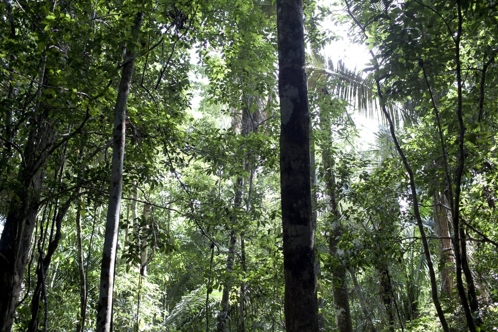 Photos of Amazon Rainforest