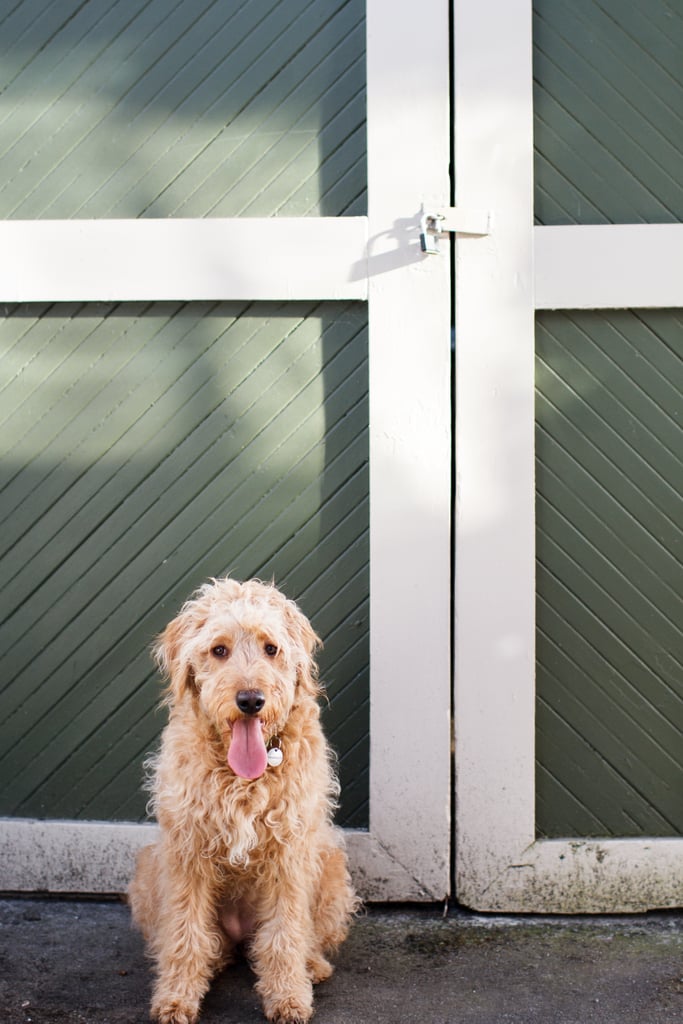 Cute Pictures of Goldendoodles