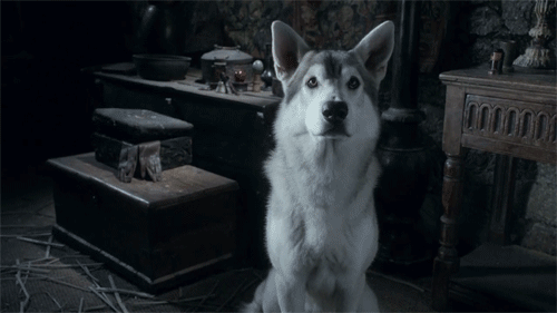 Arya's direwolf, Nymeria, could make a comeback.