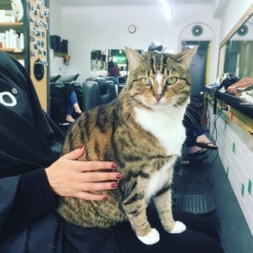 Cat Works at a Hair Salon