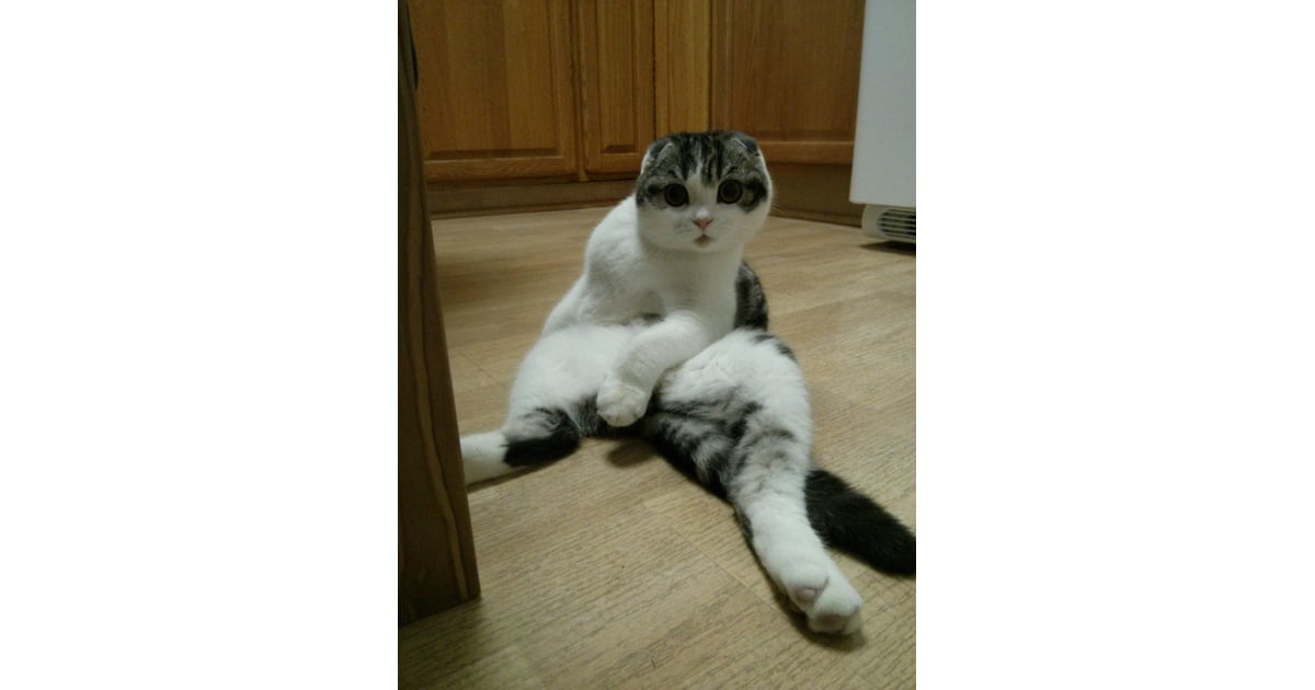 This Cat That ALWAYS Sits on Its Butt 25 Glorious Cats That Make the