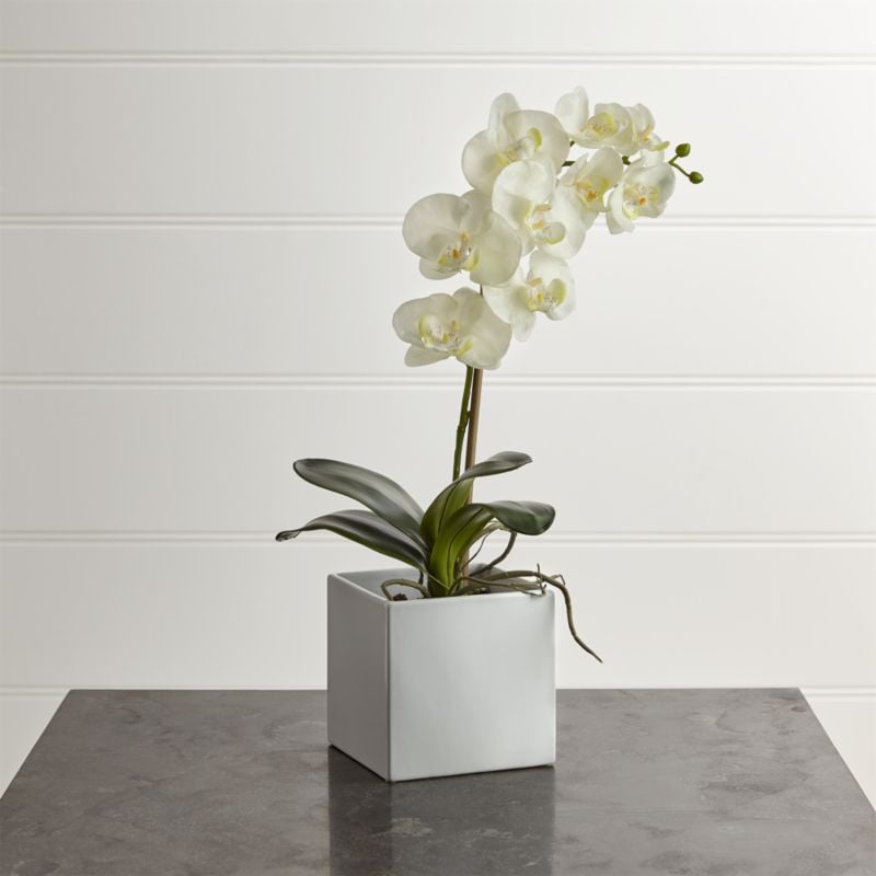 Renata: Large Artificial Orchid