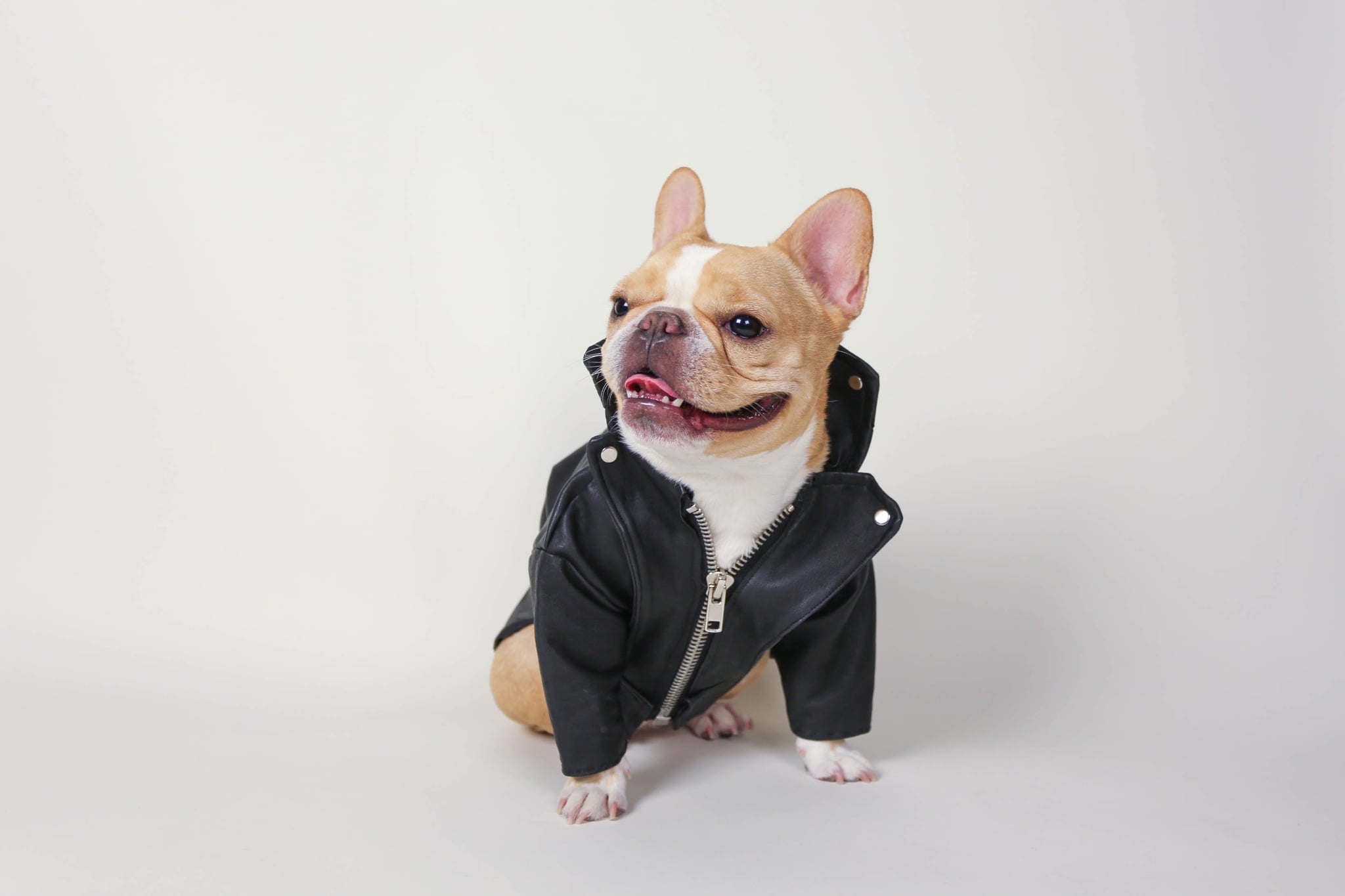 french bulldog leather jacket