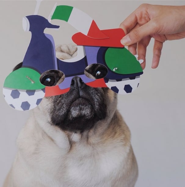 Why the long face? Carlotta the Pug doesn't seem too thrilled to be cheering on Italy.
Source: Instagram user littlefurrymonster