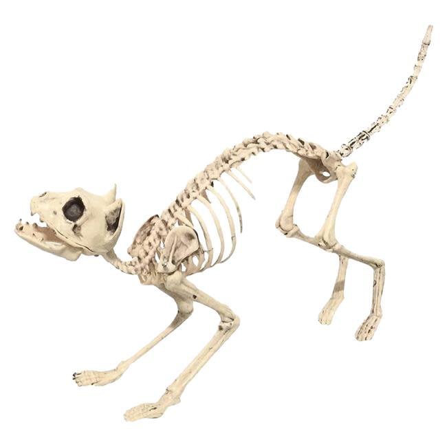 Skeleton Cat