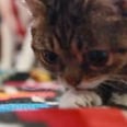 Lil Bub Has an Adorable Play Day