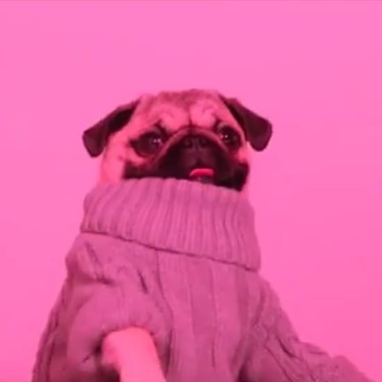 Pug "Hotline Bling" Parody