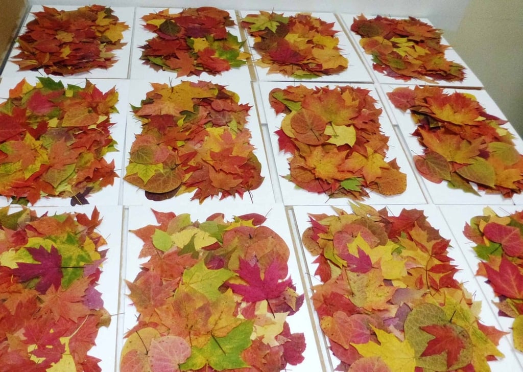 100 Autumn Leaves