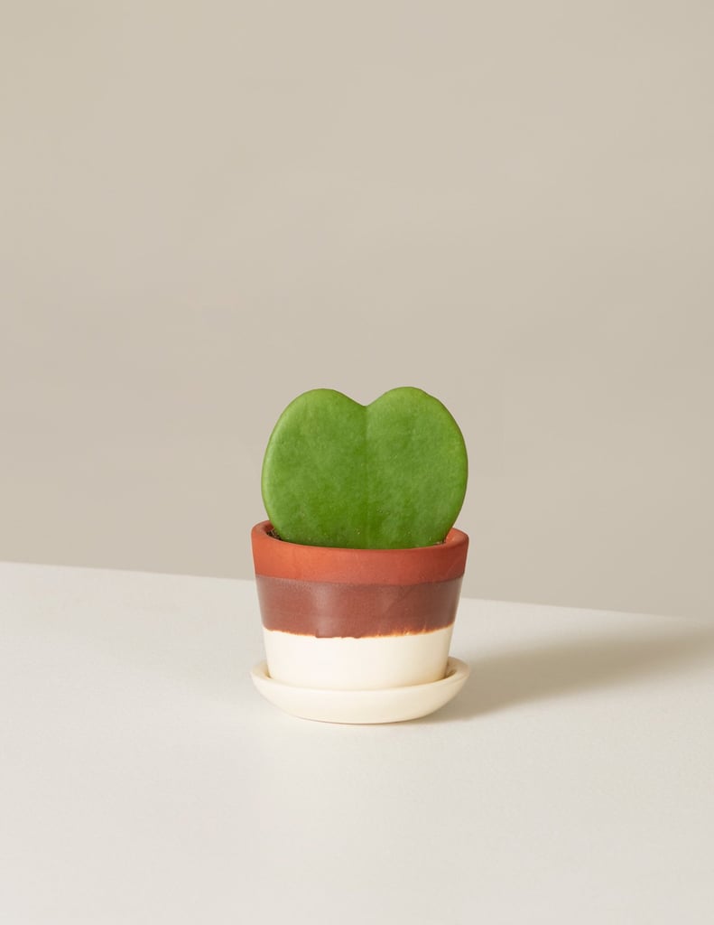 Hoya Heart Plant