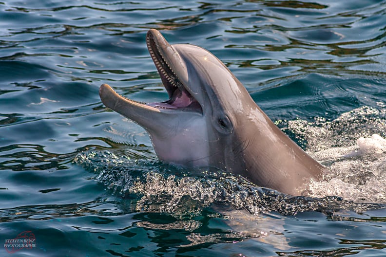 Swim With the Pink Dolphins in the Amazon