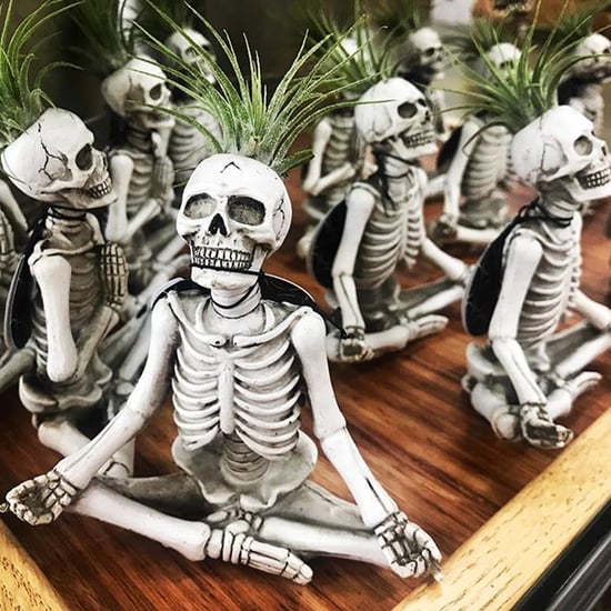 Trader Joe's Yoga Skeleton Air Plants
