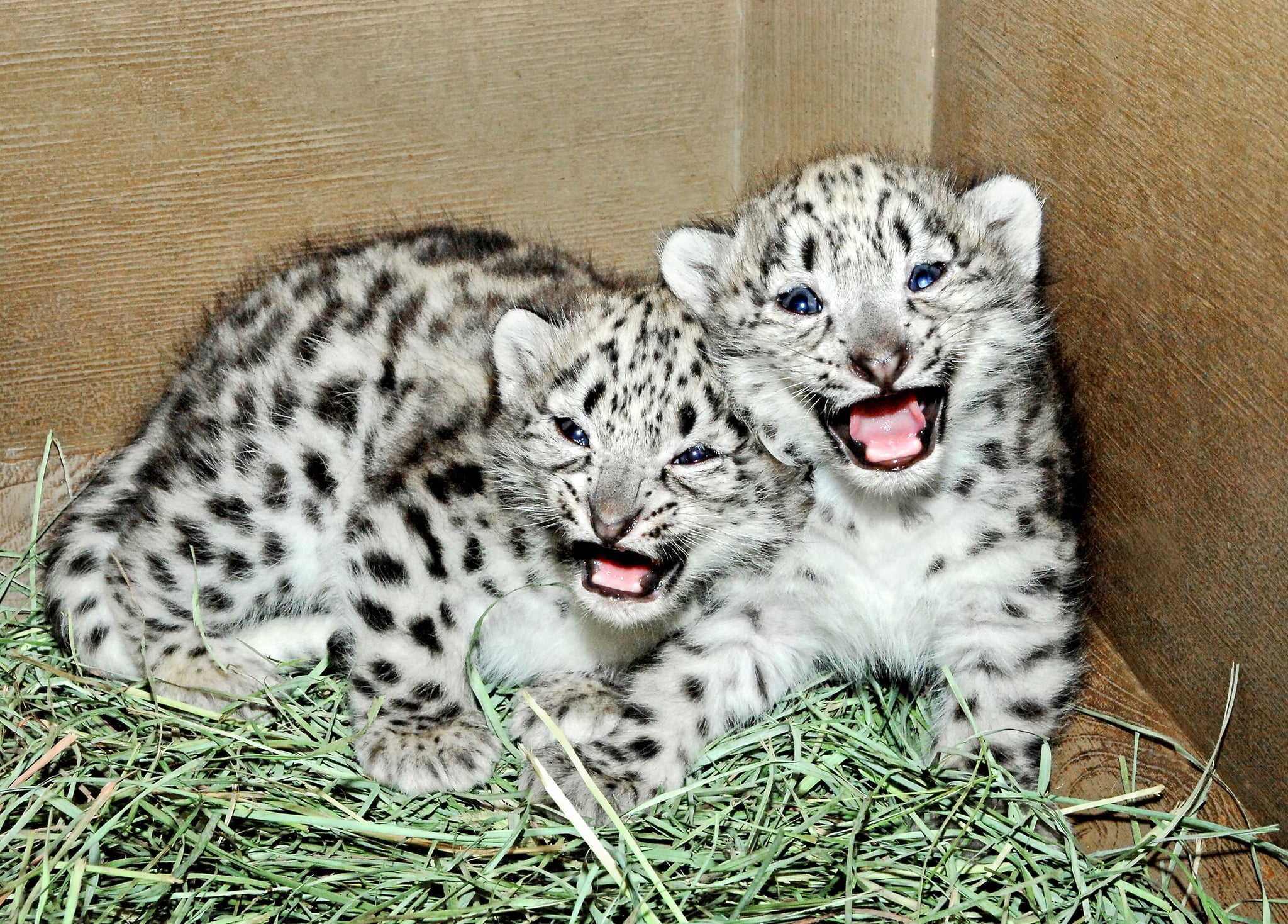 Sneak Peek! Meet LA Zoo's New Snow Leopards | POPSUGAR Pets
