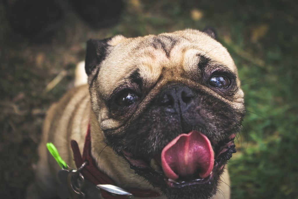 Cute Pictures of Pugs