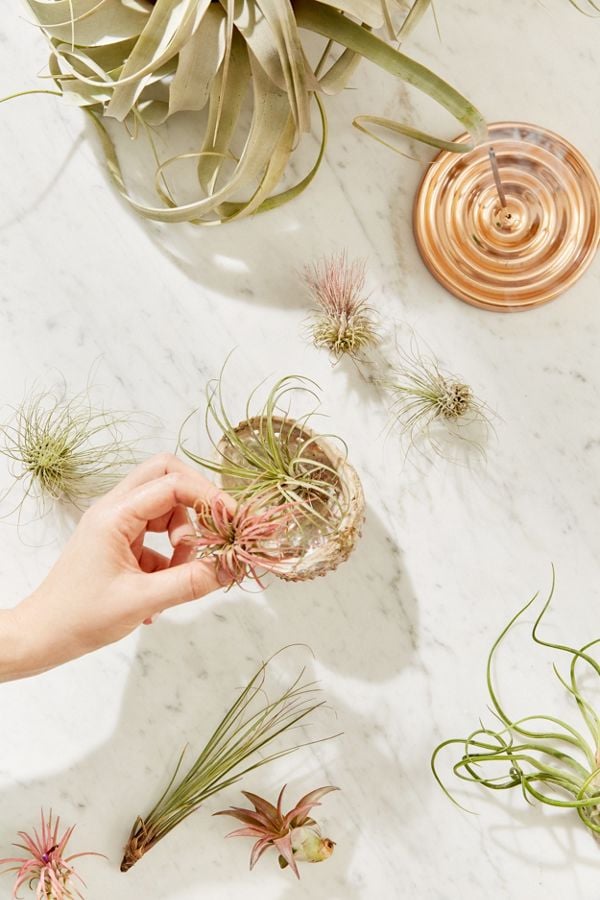 Small Live Assorted Air Plants