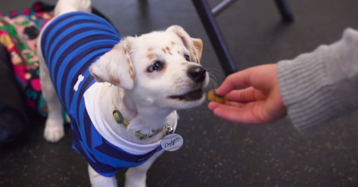 Deaf Rescue Puppy Learning Sign Language | PS Pets