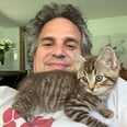 Mark Ruffalo的猫都是在Instagram,和我从来没有一个名人