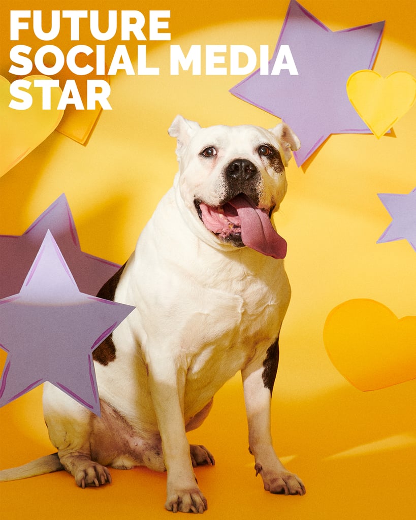 Porkchop, Future Social Media Star