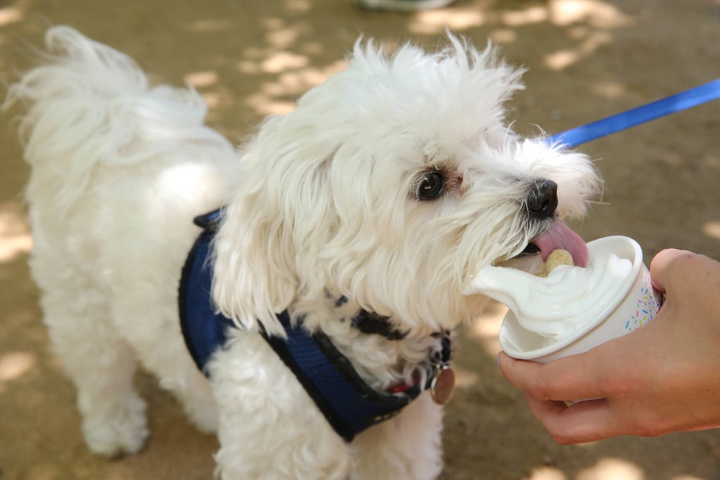 Petsmart free dog ice cream shop