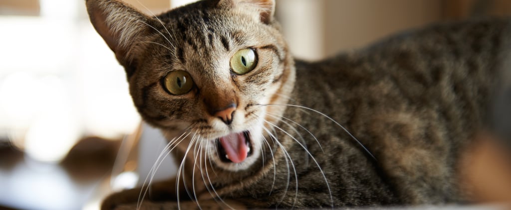 Why Does My Cat Cough and Not Bring Up a Hairball?