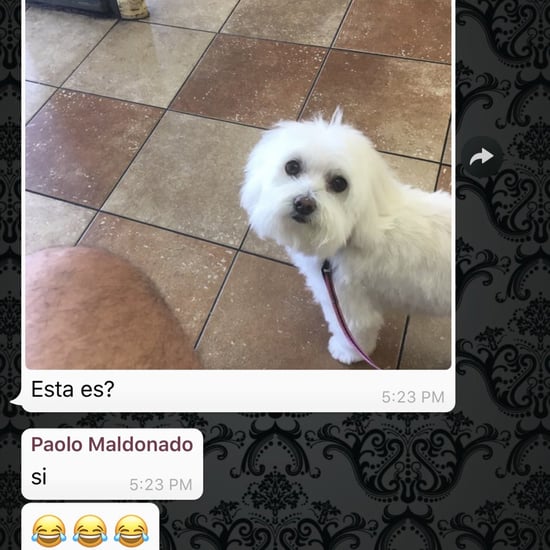 Dad Picks Up the Wrong Dog From PetSmart
