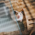 If Your Hamster Keeps Escaping the Cage, Here's What You Need to Do