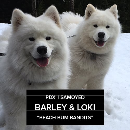 Barley and Loki