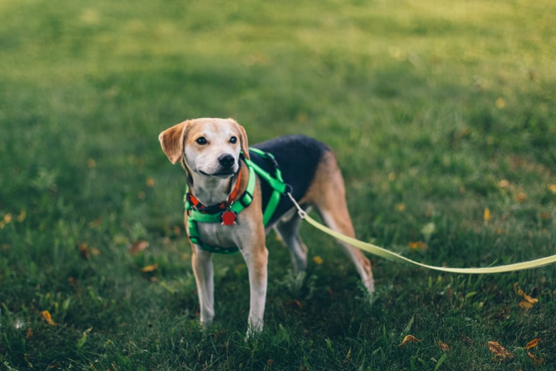 Organic dog harness sales