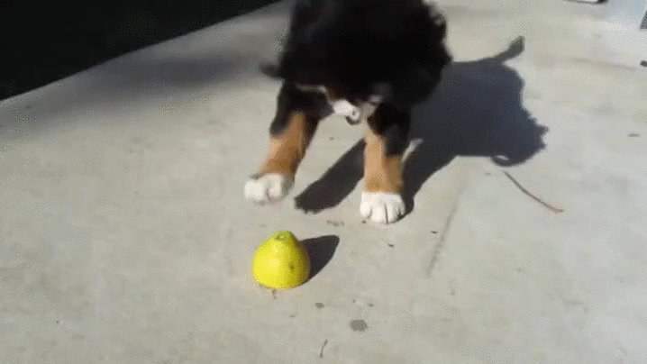 Cute Dog GIFs
