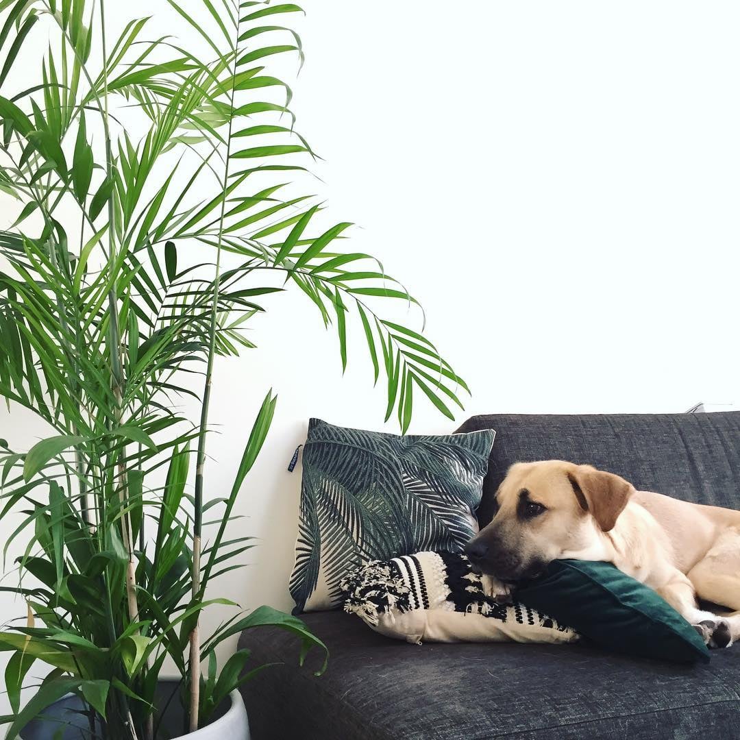 house plants for dogs