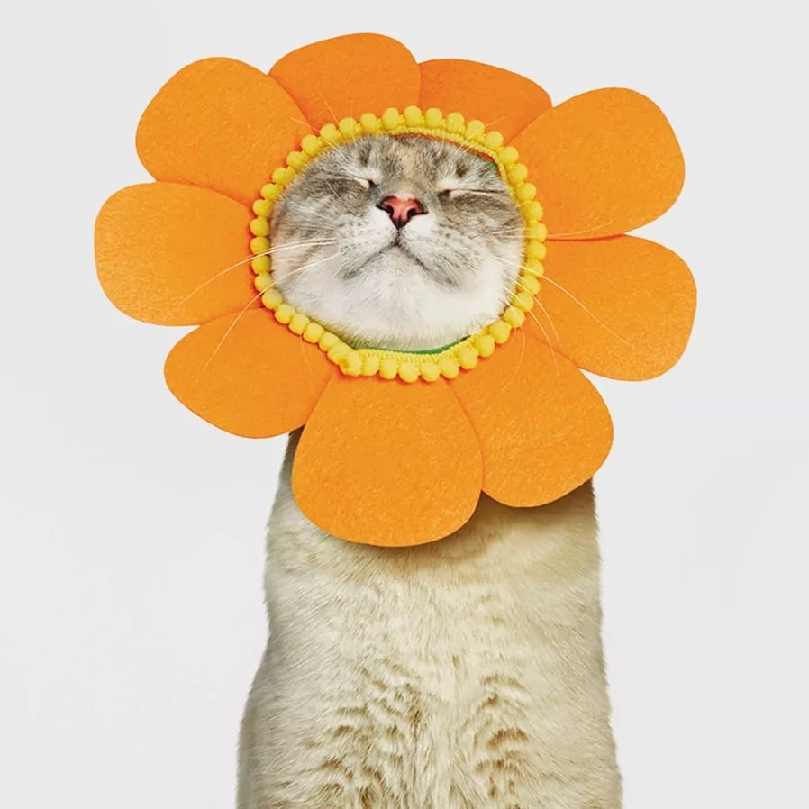 11 Pet Halloween Costumes That Are Guaranteed Crowd-Pleasers