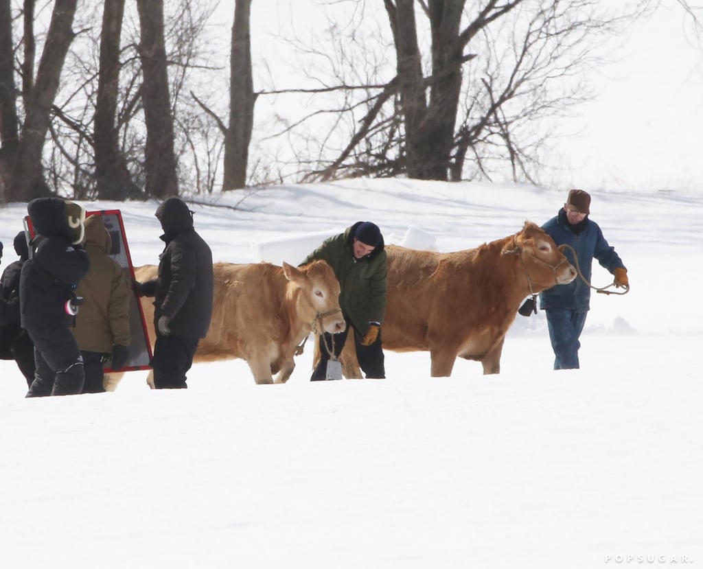 Robert Pattinson Herding Cattle on Set of Life in Vancouver