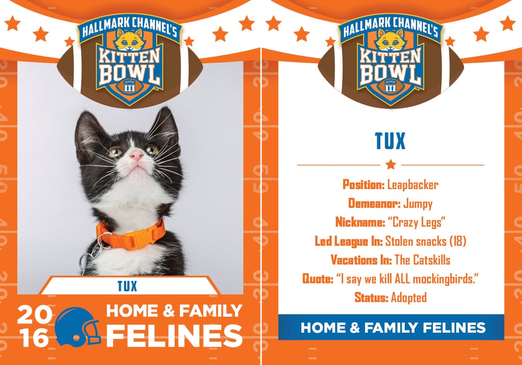 Kitten Bowl 2016