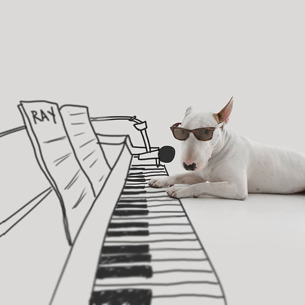 Bull Terrier Instagram Account