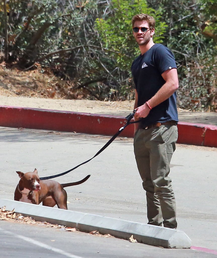 Liam Hemsworth Walking His Dog August 2015 | Pictures
