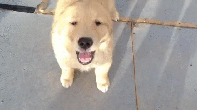 Golden Retriever GIFs