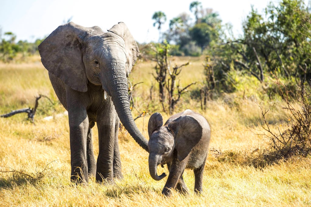 Naledi: A Baby Elephant's Tale