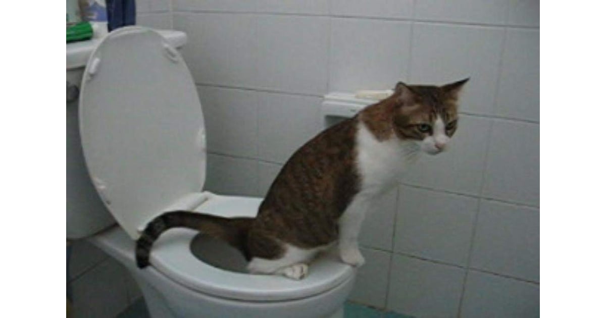 CitiKitty Cat  Toilet Training Kit From Shark  Tank  