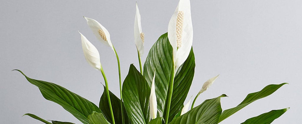 Blooms For Beginners! These Flowering Houseplants Basically Take Care of Themselves