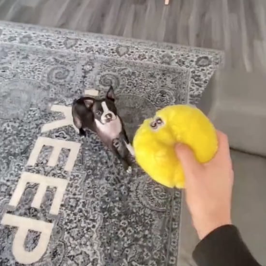 TikTok Video of Curtis Lepore's Dog Breaking a Lamp