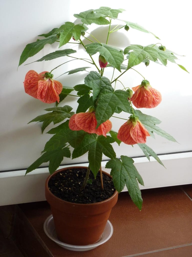 Flowering Maple Best Indoor Flower Plants For Beginners POPSUGAR
