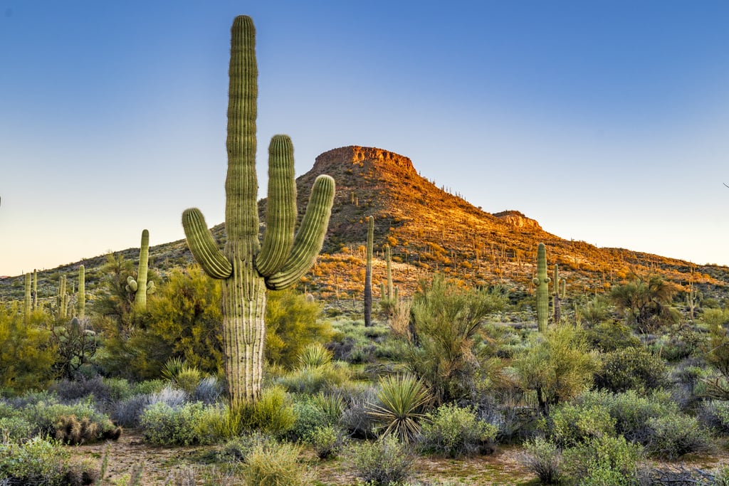 Scottsdale, AZ